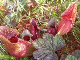 Konrad Fischer, Galerie Rachel Harrison 