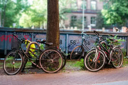 Bicycles stand by a tree 