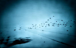 Blurry photo of birds flying against a snowy field