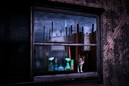 Photo of a cat looking out of a house window