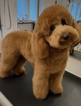 Dog getting groomed at GroomRoom Berlin 
