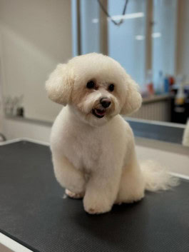 Dog getting groomed at GroomRoom Berlin 