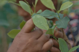 Hand touching the leaves