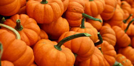 lots of pumpkins