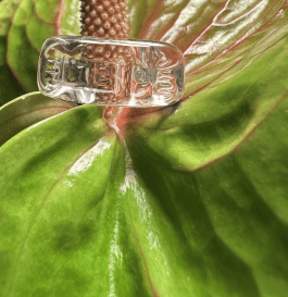 Transparent ring on a flower leaf