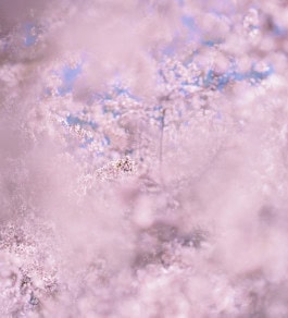 Carlier | Gebauer exhibition, blurred image of a tree in bloom with pink flowers