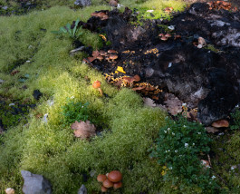 The Columbist: Berlin’s lifestyle magazine