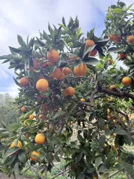 The Columbist: Berlin’s lifestyle magazine